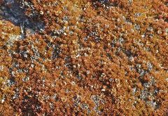 Dracophyllum muscoides