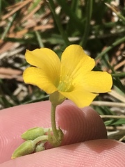 Oxalis dillenii