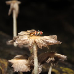 Diptera