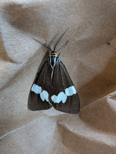 Australian magpie moth