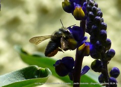 Megachile amparo