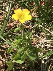 Oxalis dillenii