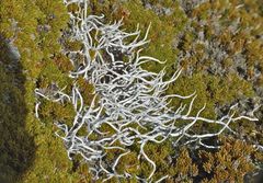 Thamnolia vermicularis