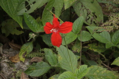 Ruellia elegans