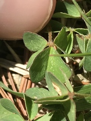 Oxalis corniculata