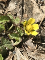 Potentilla