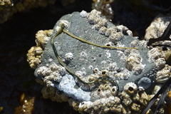 Emplectonema gracile