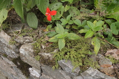 Ruellia elegans