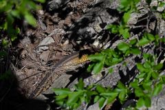 Elaphe quatuorlineata