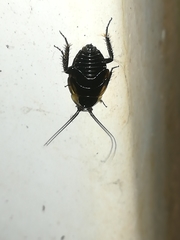 Phyllodromica maculata