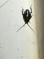 Phyllodromica maculata