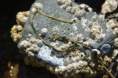 Emplectonema gracile