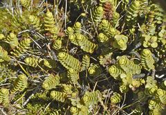 Veronica buchananii