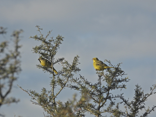 Yellow Cardinal (Gubernatrix cristata)