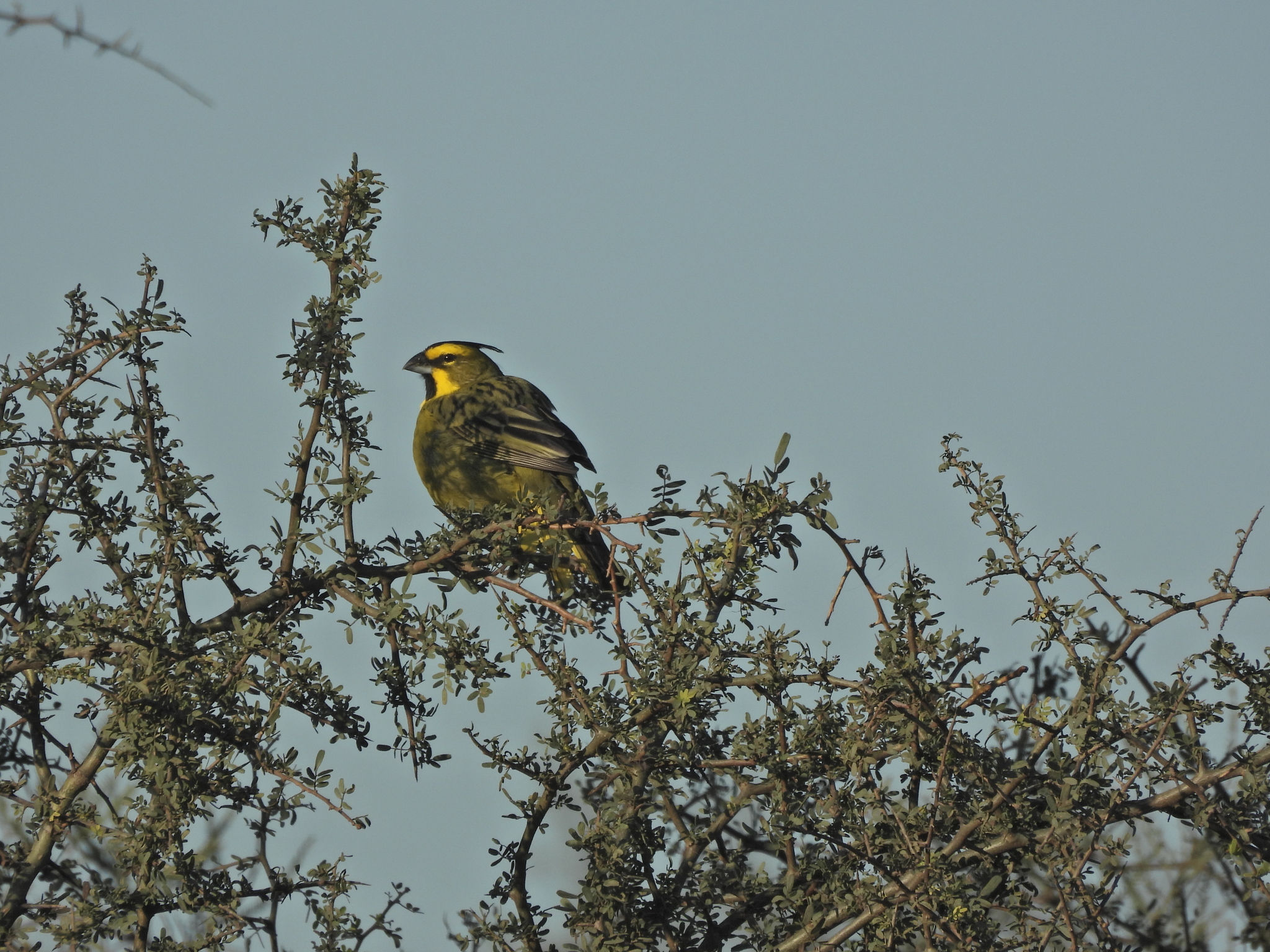 Yellow Cardinal (Gubernatrix cristata), photo 2