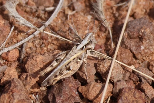 Texas Range Grasshopper