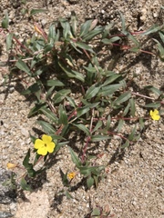 Camissoniopsis pallida