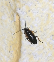 Phyllodromica maculata