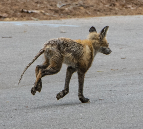 Red Fox photographed in South Carolina