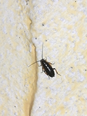 Phyllodromica maculata