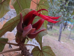 Chiranthodendron pentadactylon