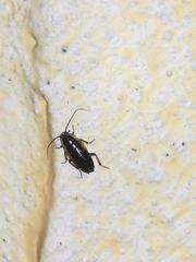 Phyllodromica maculata