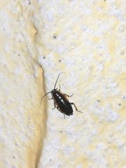 Phyllodromica maculata