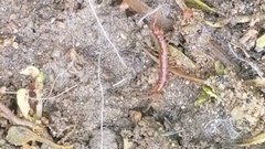 Scolopocryptops gracilis