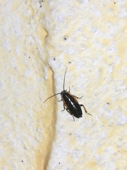 Phyllodromica maculata