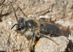 Andrena erythronii