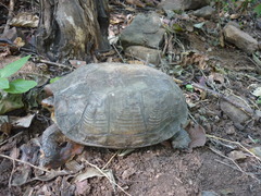 Rhinoclemmys pulcherrima rogerbarbouri