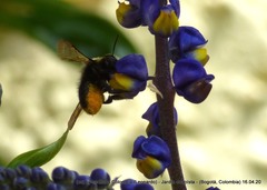 Megachile amparo