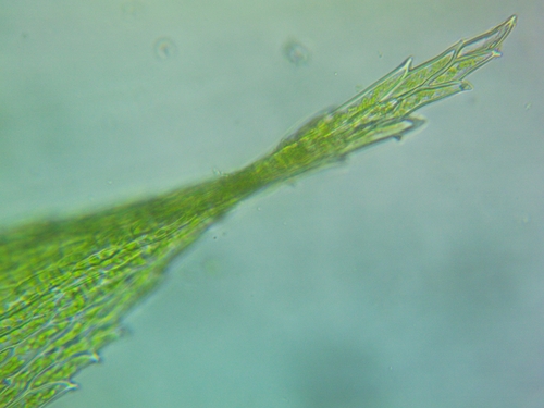 Rhynchostegium serrulatum observed 2026-06-07