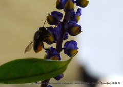 Megachile amparo