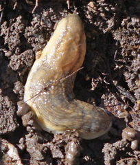 Carinarion