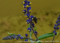 Megachile amparo