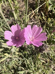 Sidalcea malviflora, photograph (c) Ryan Donnelly, some rights reserved (CC BY)