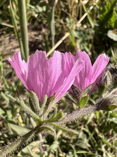 Sidalcea malviflora, photograph 5