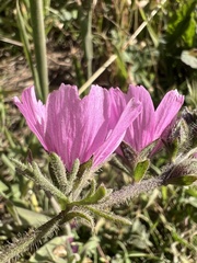 Sidalcea malviflora, photograph (c) Ryan Donnelly, some rights reserved (CC BY)