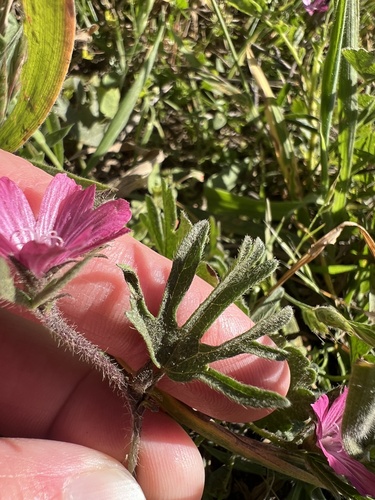 Sidalcea malviflora, photograph 6