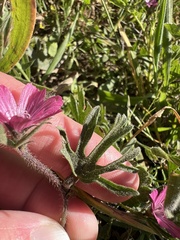 Sidalcea malviflora, photograph (c) Ryan Donnelly, some rights reserved (CC BY)