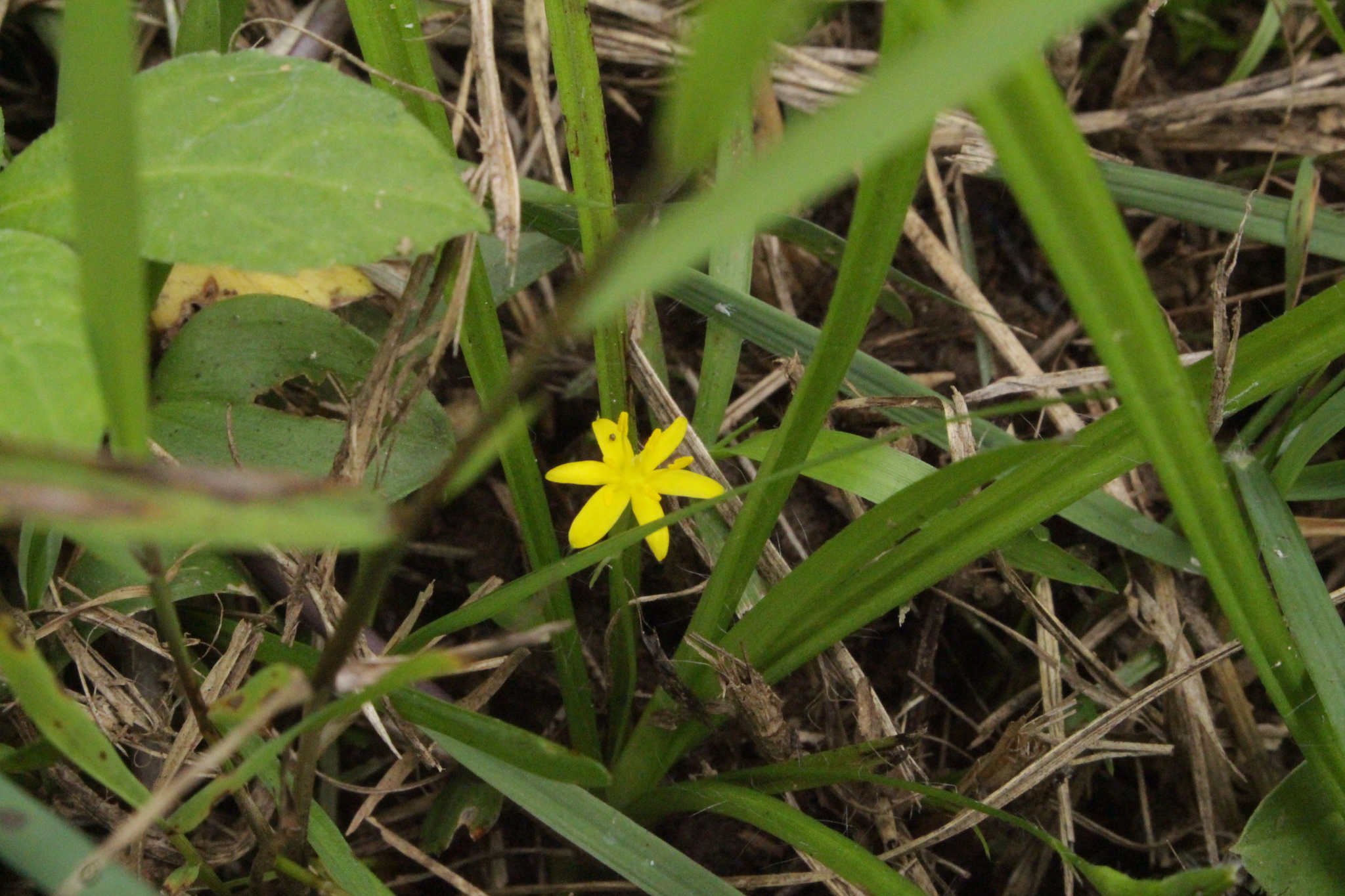 Hypoxis decumbens