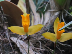 Lycaste aromatica