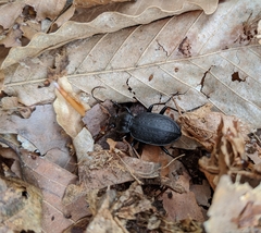 Carabus vinctus