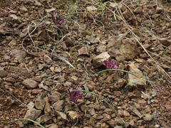 Allium sharsmithiae