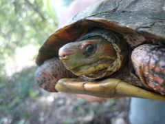 Rhinoclemmys pulcherrima rogerbarbouri