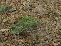 Lomatium observatorium
