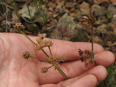 Lomatium observatorium