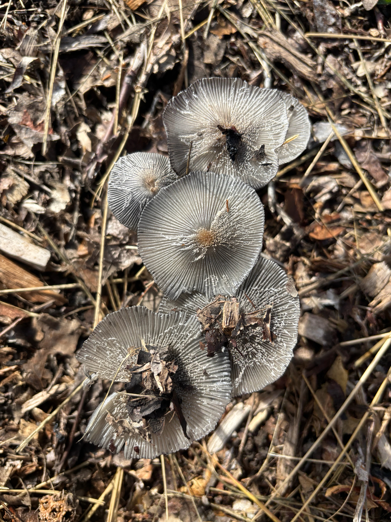 hare's foot inkcap · June 2026 · photo: Photo: (c) Aden Sommerville, some rights reserved (CC BY) · iNaturalist