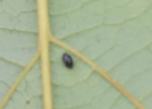 Dot Ladybird